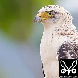 カンムリワシ