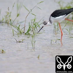 セイタカシギ