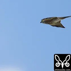 アカハラダカ