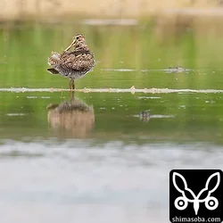 チュウジシギ