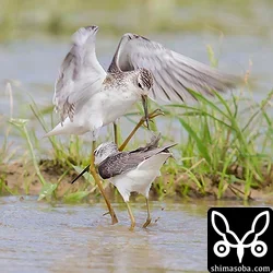 成鳥の顔面にすねがヒットしました。