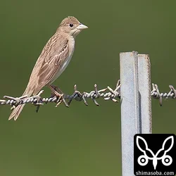 珍鳥ズグロチャキンチョウ幼鳥