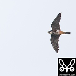 サシバの群れに1羽だけ変なのが。チゴハヤブサ成鳥でした。