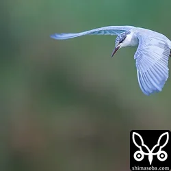 クロハラアジサシ
