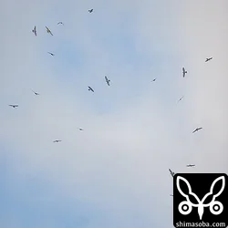 タカ柱らしくなってもせいぜい数十羽。