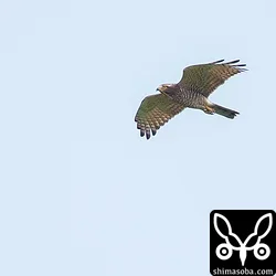 サシバ