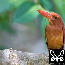 リュウキュウアカショウビン