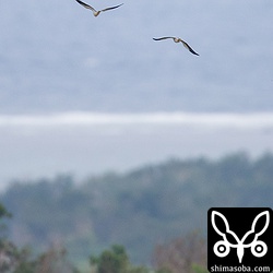 2羽のカタグロトビが太平洋をバックにランデブー飛行。