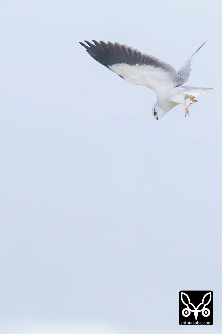 カタグロトビ