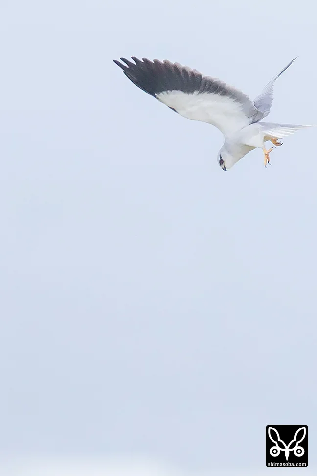 カタグロトビ