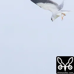 カタグロトビ独特のホバリングから急降下。美しくてかっこいですねー。
