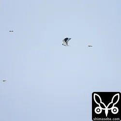 小鳥にモビングされて逃げるカタグロトビ。