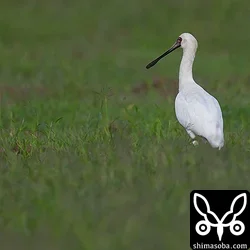 クロツラヘラサギ
