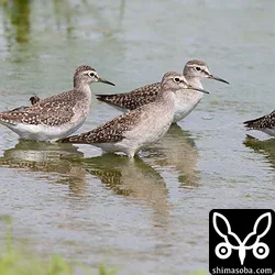 恐怖におののきフリーズするタカブシギ。