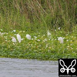 北寄りの強風が吹きつけていたので、いつもにねぐらの木じゃなく水草の上にアマサギたちも避難です。