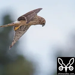 ハイイロチュウヒ、サシバ、チョウゲンボウ