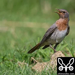 西表島探鳥でノドアカツグミなど