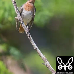 2度も飛ばされましたが、戻ってきたノドアカツグミ。