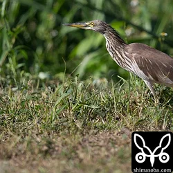 西表島での探鳥40種目はアカガシラサギでした。