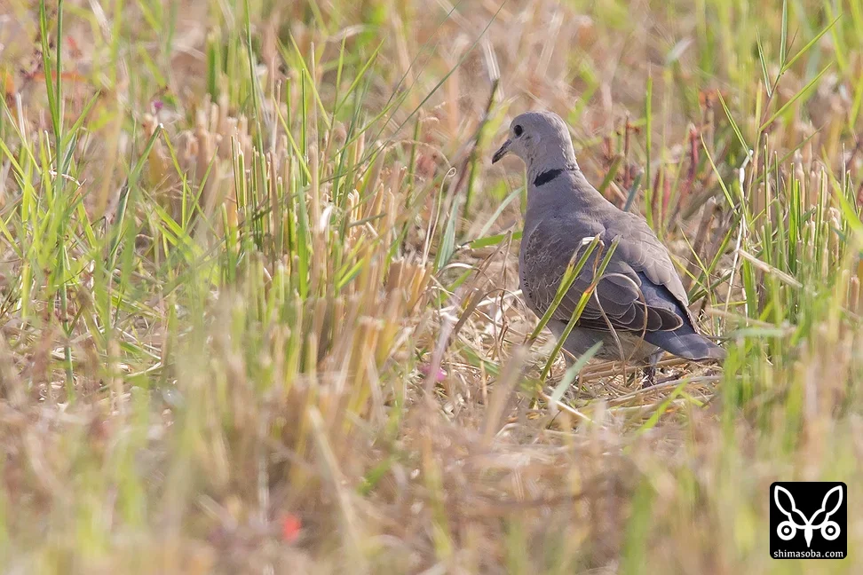 ベニバト