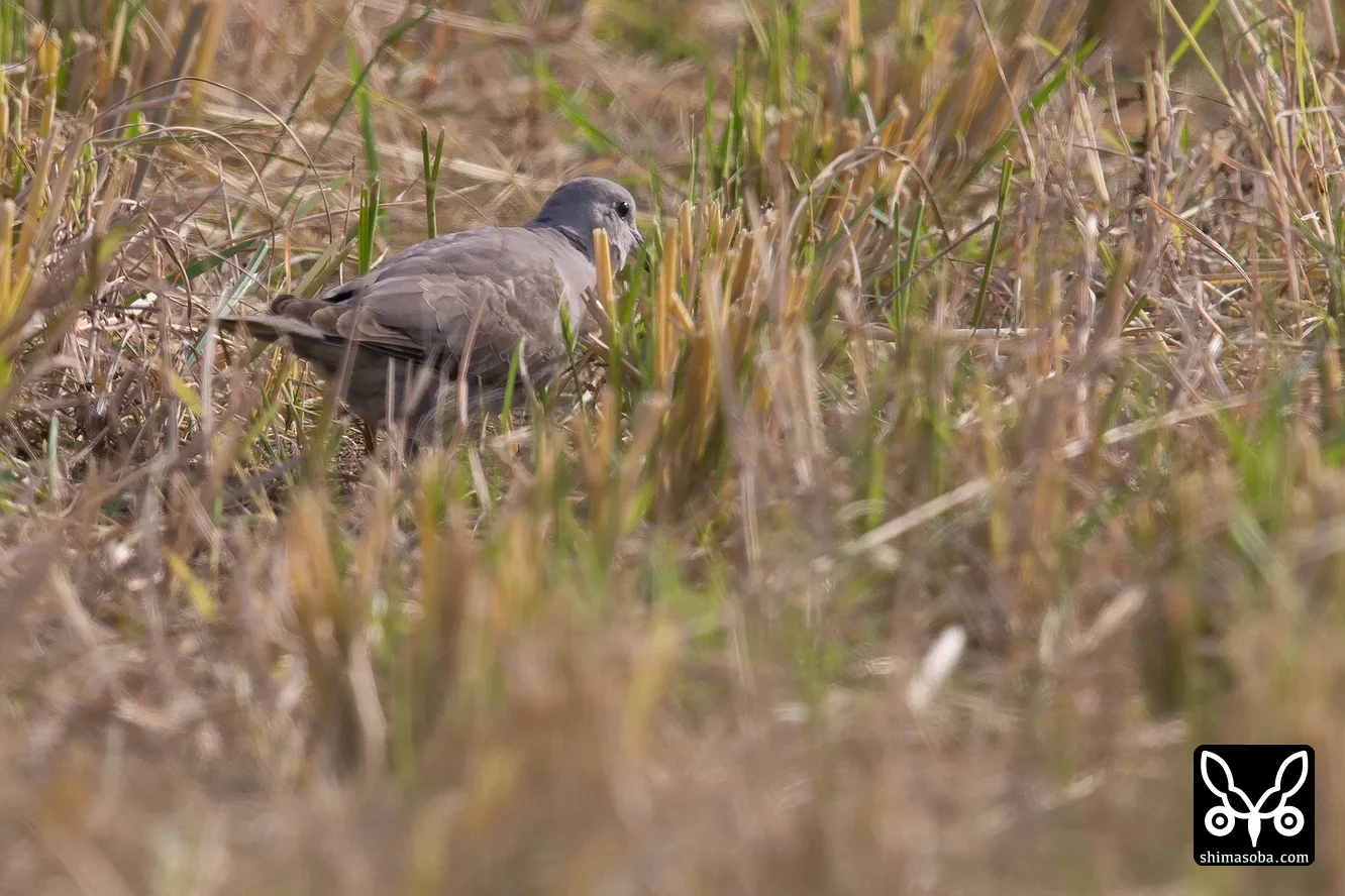 ベニバト