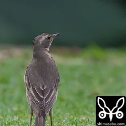 ハチジョウツグミ