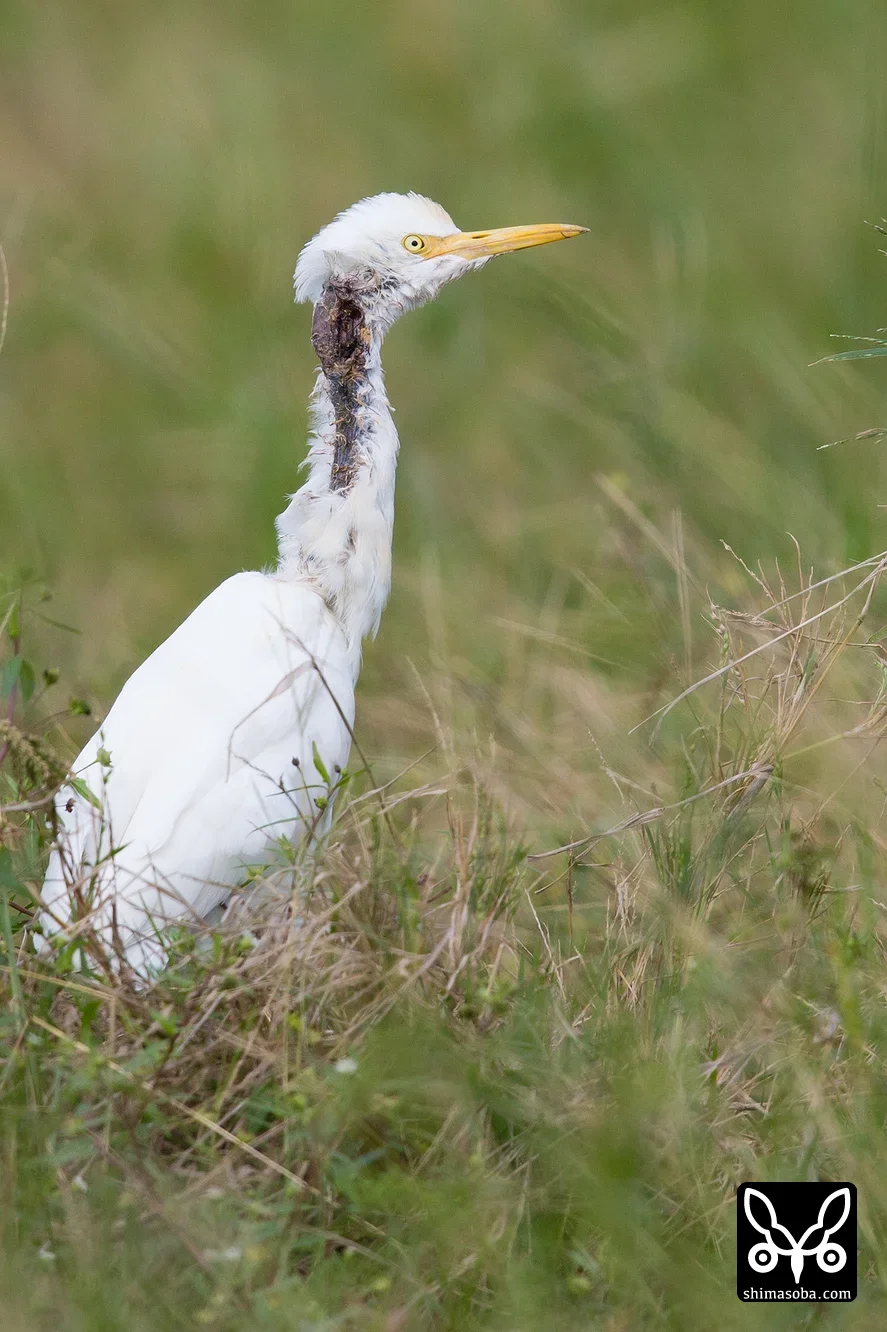 アマサギ