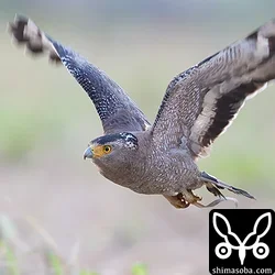 冬になると獲物が減って、バッタやカニなどをよく食べています。