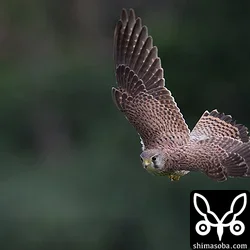 チョウゲンボウ
