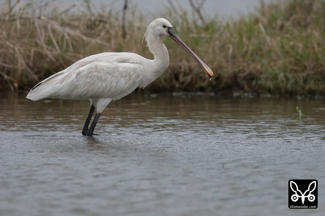 ヘラサギ