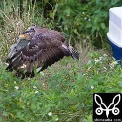 カンムリワシの「ふぁなん」放鳥