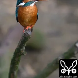 カワセミ