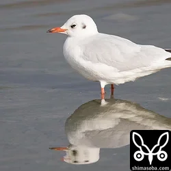 ユリカモメ
