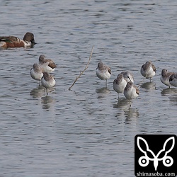 日々変動はありますが、三角池にはアオアシシギが数十羽滞在しています。写真は群れの一部。