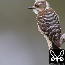リュウキュウコゲラはライファーでした。^^