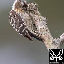 枝をつついては小さな虫を捕まえているようでした。リュウキュウコゲラのオス。