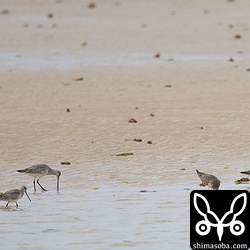春の渡りと思われるサシバが上空を舞うと、オオソリハシシギの群れは遠くの浜まで飛んでしまいました。