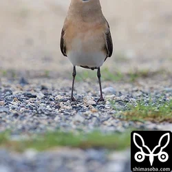 ツバメチドリ