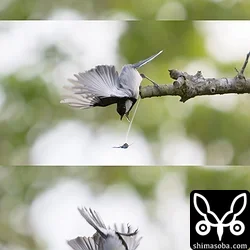 オキナワシジュウカラ