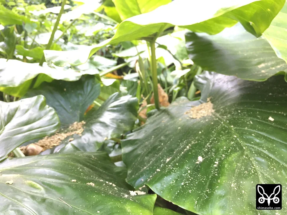 リュウキュウアカショウビン