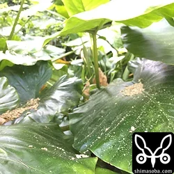 リュウキュウアカショウビン