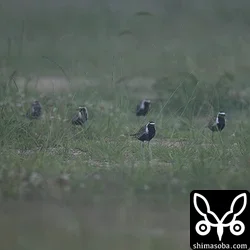 ムナグロ