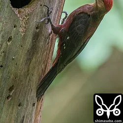 ノグチゲラ営巣とホントウアカヒゲ(動画あり)
