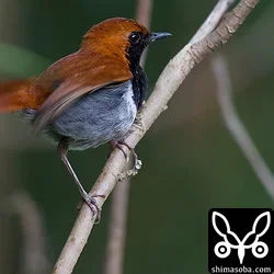 ホントウアカヒゲ