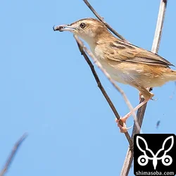 ハエトリグモの仲間を捕まえてきたセッカ親鳥。