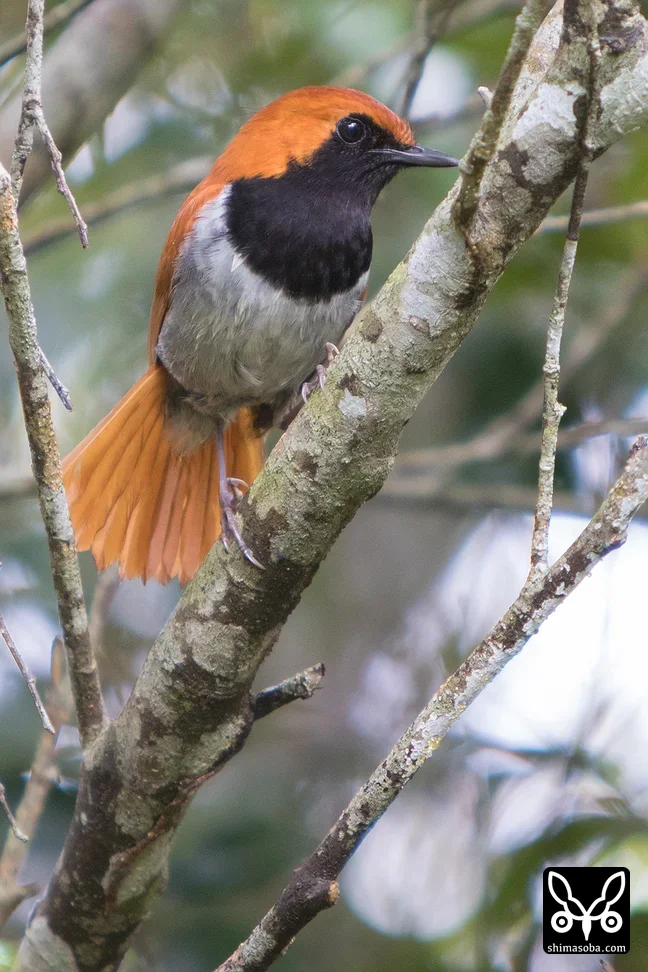 ホントウアカヒゲ