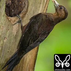 やんばるにてノグチゲラ、ホントウアカヒゲ、リュウキュウサンショウクイ