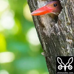 アカショウビン、サンコウチョウ抱卵確認