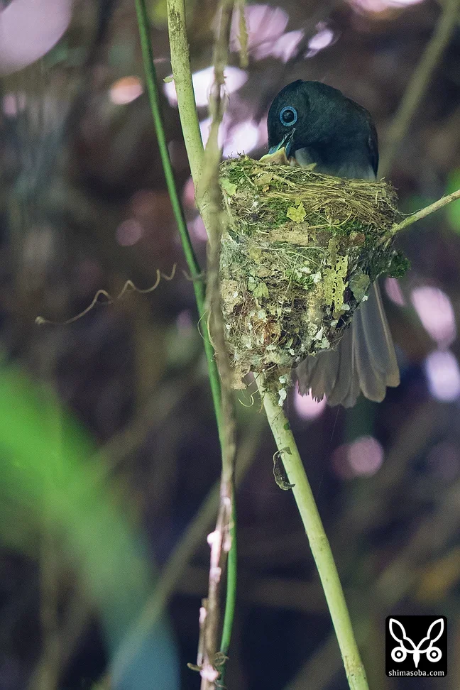 リュウキュウサンコウチョウ