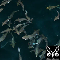 夜、漁港に行ってみると魚がうじゃうじゃいました。^^;